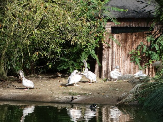 Zoo-Duisburg.
